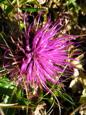 Schweiz Le Chasseral 017.JPG